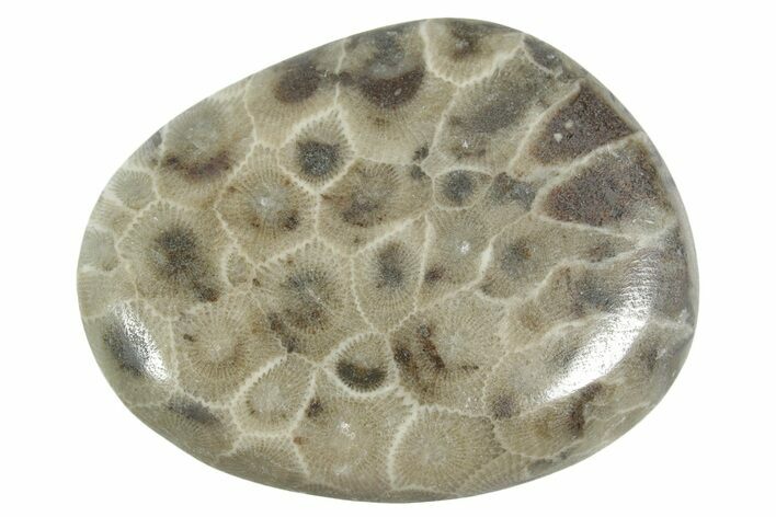Polished Petoskey Stone (Fossil Coral) - Michigan #348582